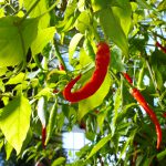 Chili düngen – Worauf kommt es bei der Düngung der Chili-Pflanzen an?