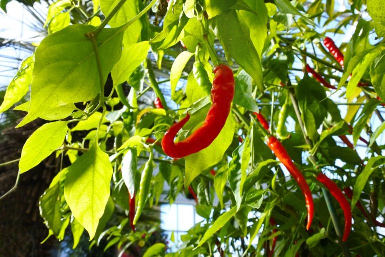 Chili düngen – Worauf kommt es bei der Düngung der Chili-Pflanzen an?
