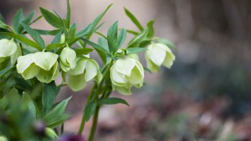 Christrosen düngen: Wann braucht die Pflanze Nährstoffe?