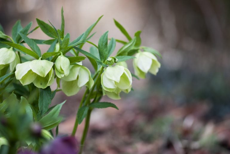 Christrosen düngen: Wann braucht die Pflanze Nährstoffe?