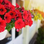 Künstliche Balkonpflanzen für einen grünen Balkon fast ohne Pflegeaufwand