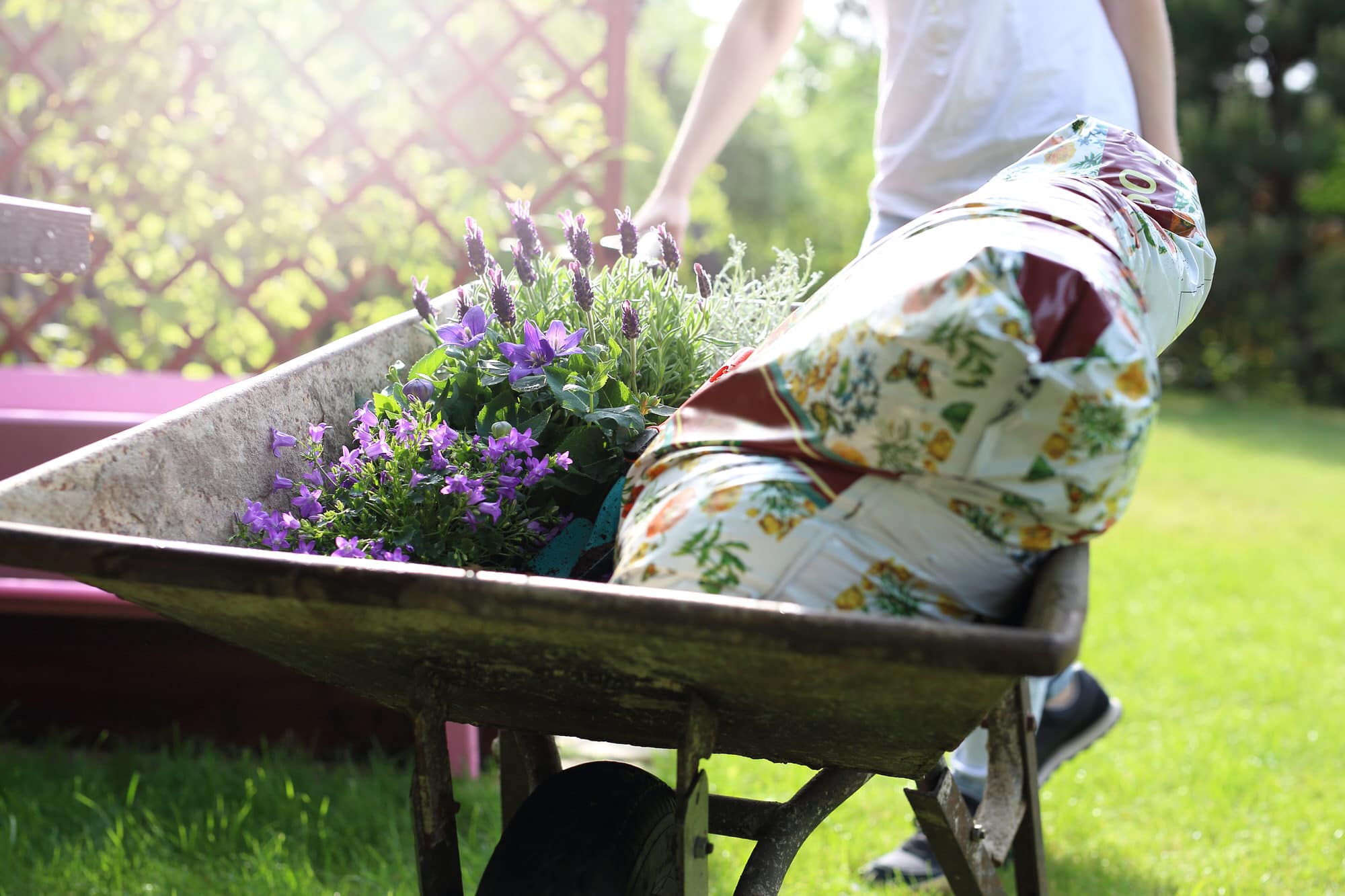 Lavendel düngen Pflegetipps HeimHelden®