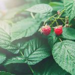 Himbeeren düngen - für eine reiche Ernte