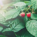 Himbeeren düngen - für eine reiche Ernte