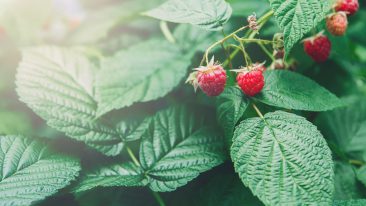 Himbeeren düngen – für eine reiche Ernte