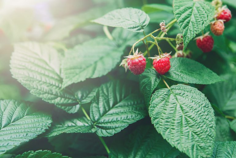 Himbeeren düngen – für eine reiche Ernte