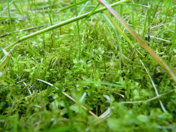 Moos im Rasen entfernen, ohne zu vertikutieren So gelingt das Vorhaben