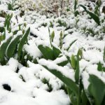 Pflanzen überwintern - welche Gartenpflanzen müssen ins Warme?