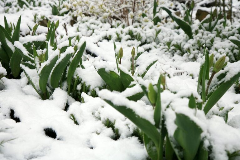 Pflanzen überwintern – welche Gartenpflanzen müssen ins Warme?