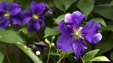 Clematis düngen: Wann, womit und wie oft?