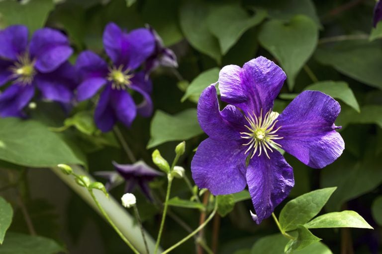 Clematis düngen