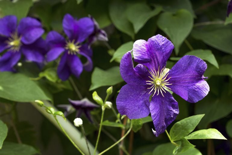 Clematis düngen: Wann, womit und wie oft?