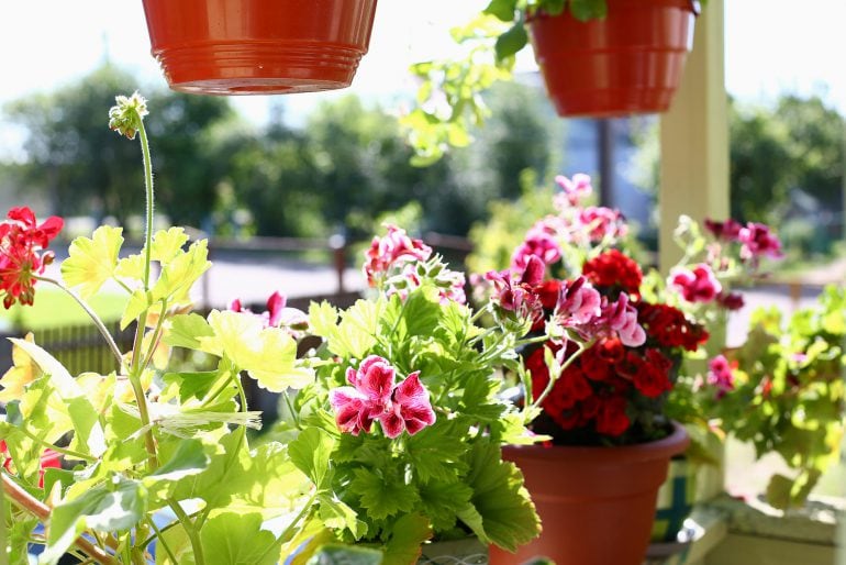 Balkonpflanzen für den schattigen Balkon