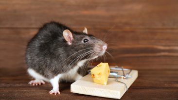 Ratten im Haus wirksam vertreiben und bekämpfen