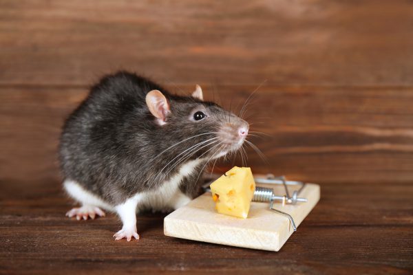 Ratten im Haus wirksam vertreiben und bekämpfen