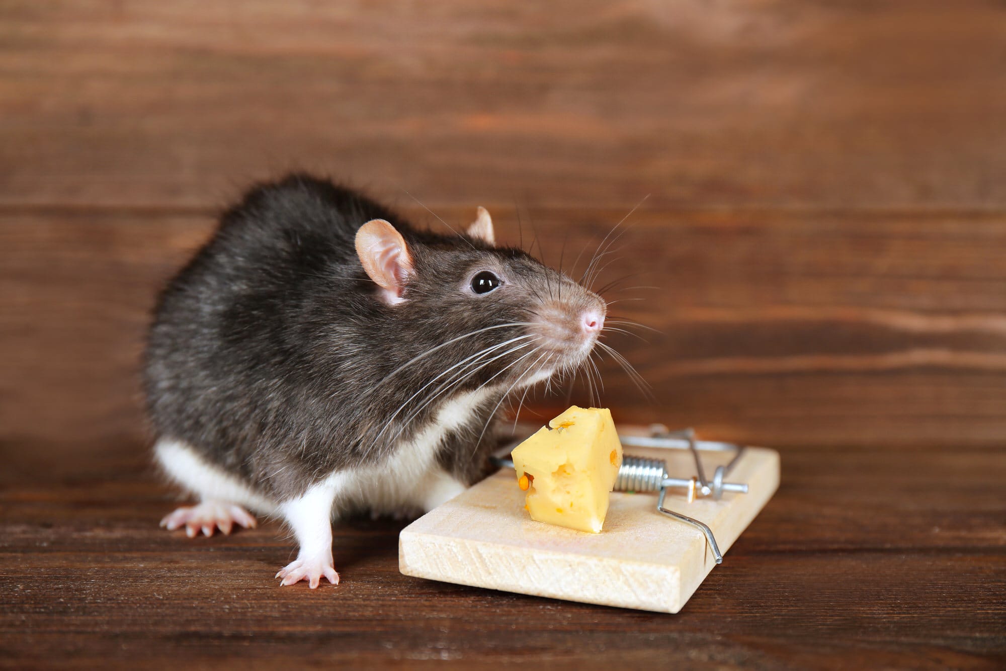 Ratten im Haus wirksam vertreiben und bekämpfen - HeimHelden®