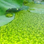 Teichpflanzen gegen Algen