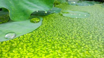 Teichpflanzen gegen Algen im Gartenteich: Tipps zur Auswahl und zur Pflege