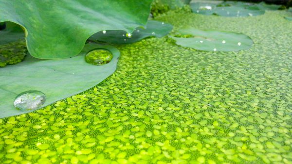 3 Lemna winterfeste schnell wachsende Schwimmpflanzen Teichpflanze gegen Algen! 