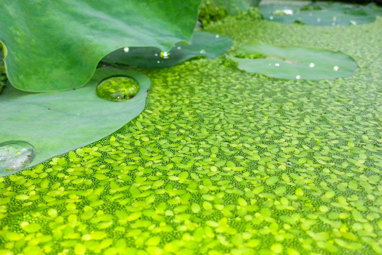 Teichpflanzen gegen Algen im Gartenteich: Tipps zur Auswahl und zur Pflege