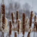 Teichpflanzen überwintern