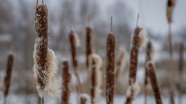 Teichpflanzen überwintern – so schützen Sie Seerosen und andere Wasserpflanzen