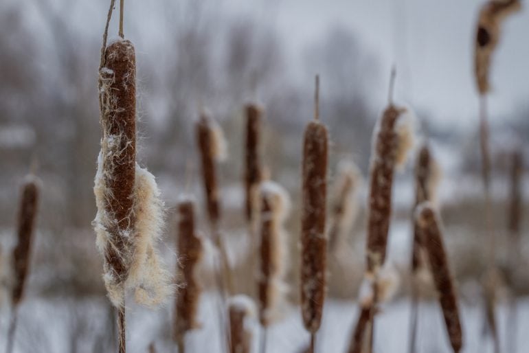 Teichpflanzen überwintern – so schützen Sie Seerosen und andere Wasserpflanzen