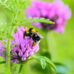 Hummeln im Garten ansiedeln