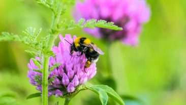 Hummeln im Garten ansiedeln: So geben Sie Hummelköniginnen im Frühjahr eine Starthilfe