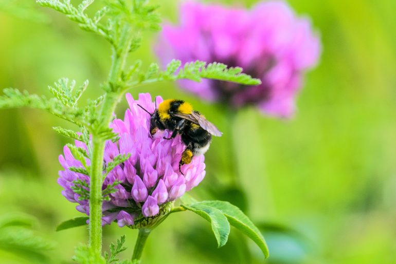 Hummeln im Garten ansiedeln: So geben Sie Hummelköniginnen im Frühjahr eine Starthilfe