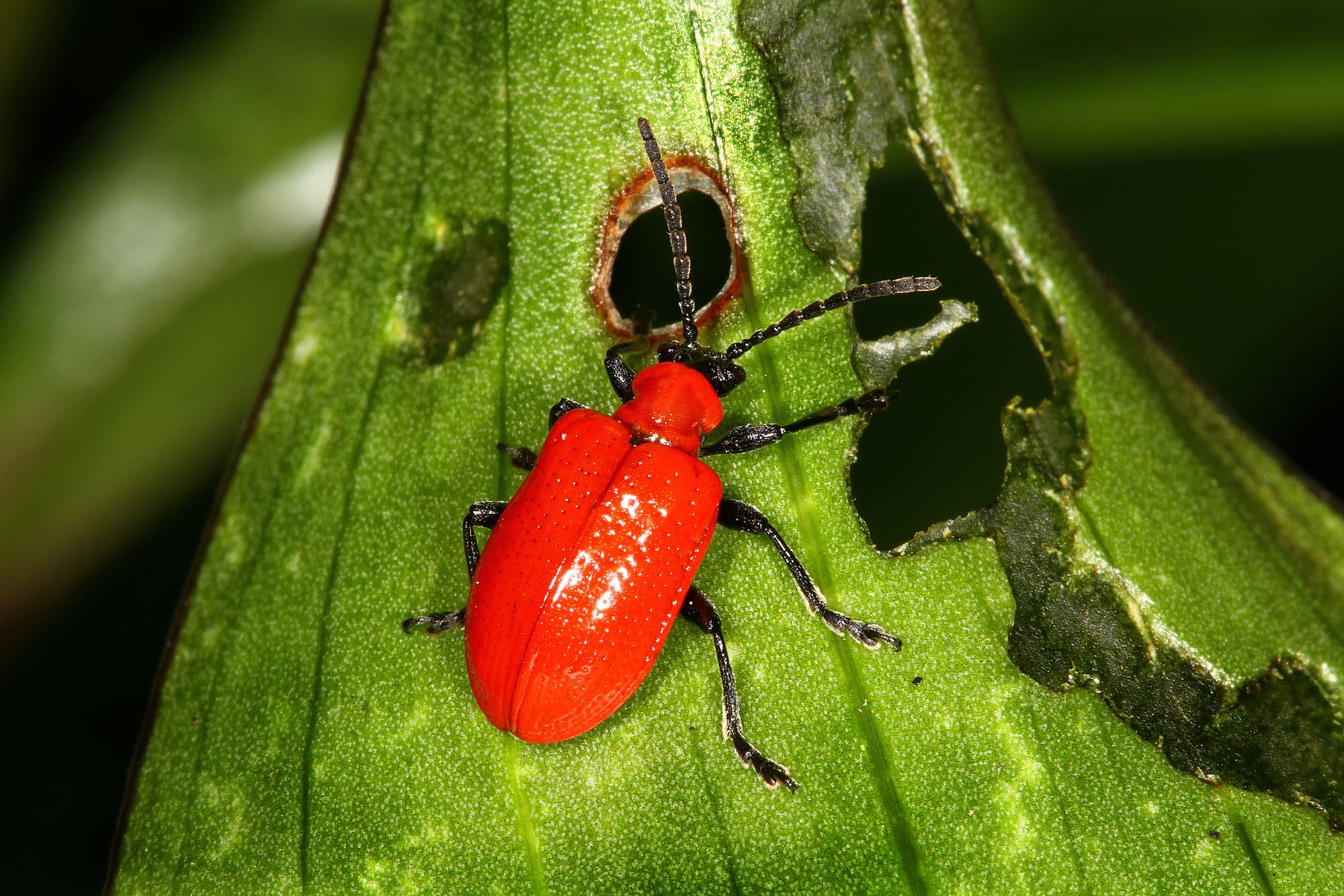 Lilienhahnchen Im Garten Bekampfen So Sollten Sie Vorgehen