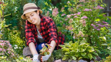 Gartenpflanzen für den heimischen Garten