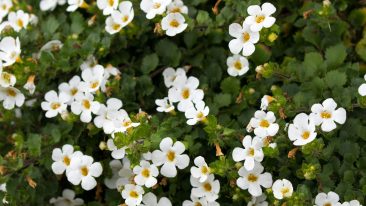 Schneeflockenblume (Sutera) – pflanzen, kaufen, Samen und Balkon