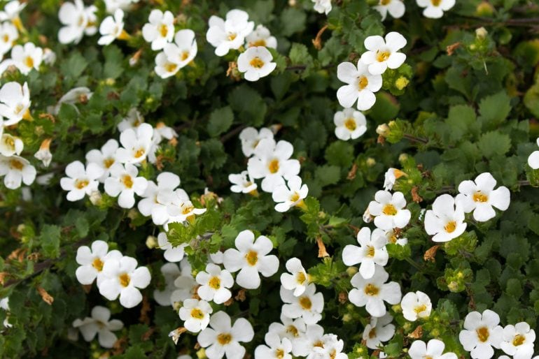 Schneeflockenblume (Sutera) – pflanzen, kaufen, Samen und Balkon