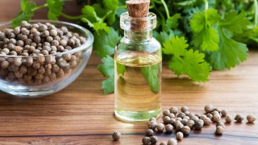 Koriander – aromatische Heilpflanze gegen Verdauungsbeschwerden