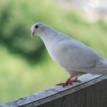 Taubenabwehr auf dem Balkon