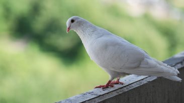 Taubenabwehr auf dem Balkon: So kann man die Vögel dauerhaft abwehren
