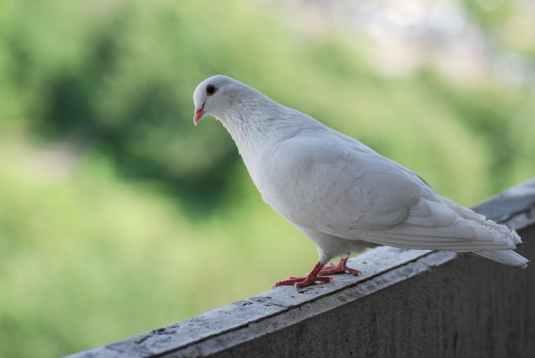 Taubenabwehr auf dem Balkon