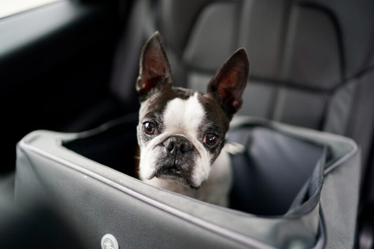 Hundegitterbox fürs auto - Die ausgezeichnetesten Hundegitterbox fürs auto analysiert