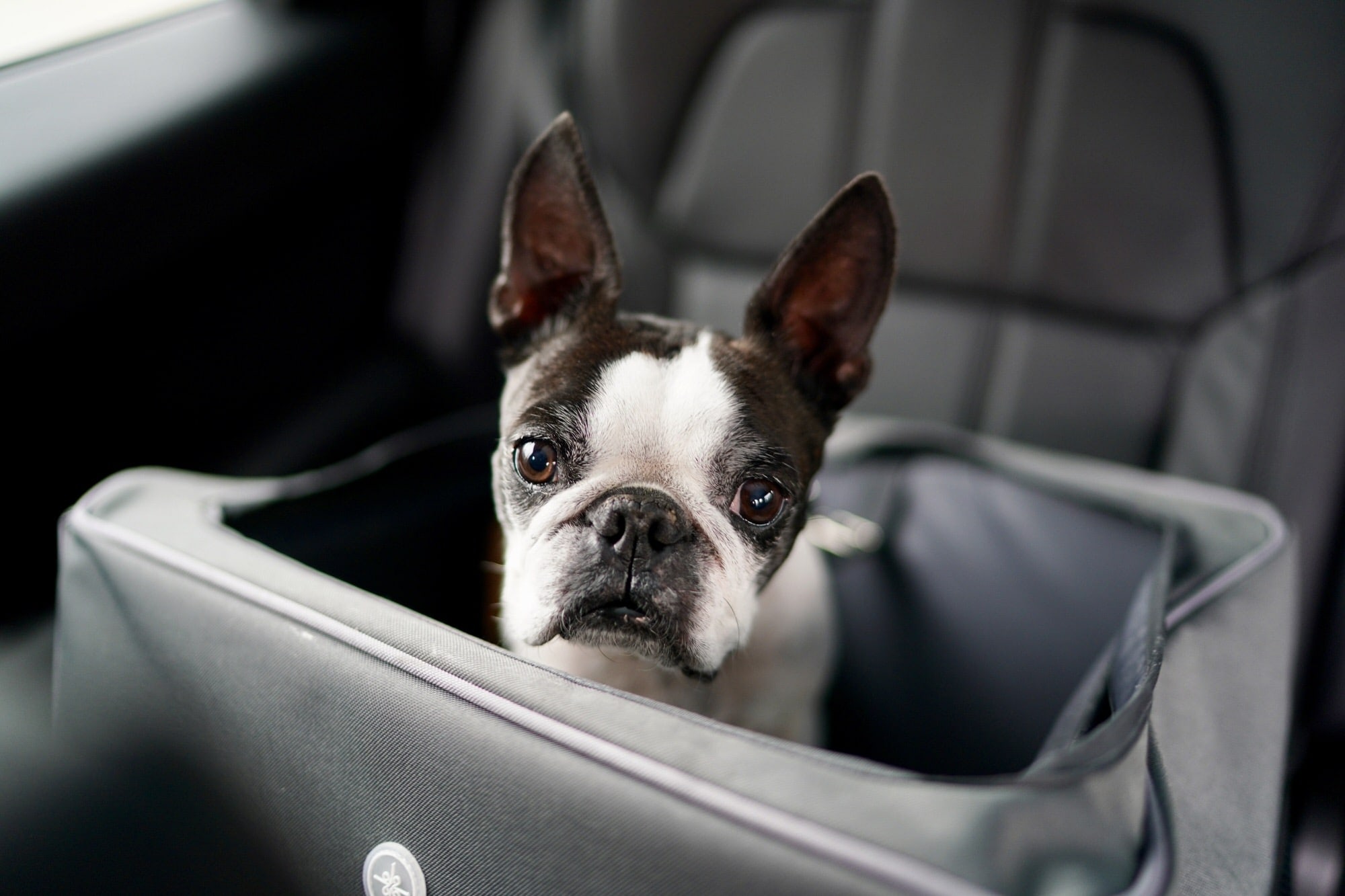 herausnehmbarer Vlies- Tiersitz für Hund und Katze zum Umschauen Autositz mit Sicherheitsgurt Sicherheit und Komfort für Reisen Maschinenwaschbare Petsfit Haustier 