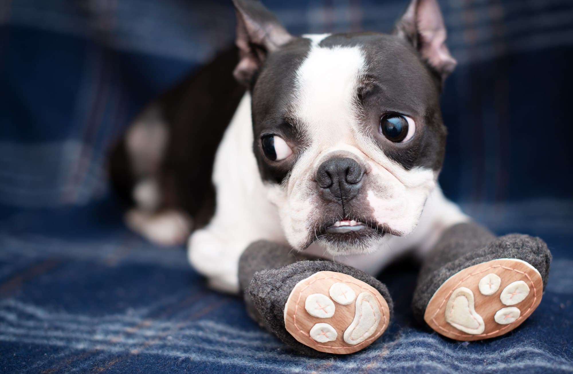 Dociote Anti-Rutsch Hundeschuhe Pfotenschutz 4 Stücke mit verstellbarem /& Reflektierendem Klettverschluss für Sommer für mittelgroße große Hunde Eisblau 5#