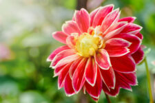 Dahlia (Hybrid)