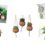 Kokedama-Produkte