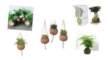 Kokedama-Produkte