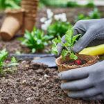 Gemüse anbauen im kleinen Garten oder Balkon