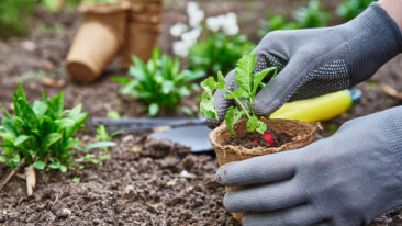 Gemüse anbauen: So klappt es auch im kleinen Garten oder auf dem Balkon!