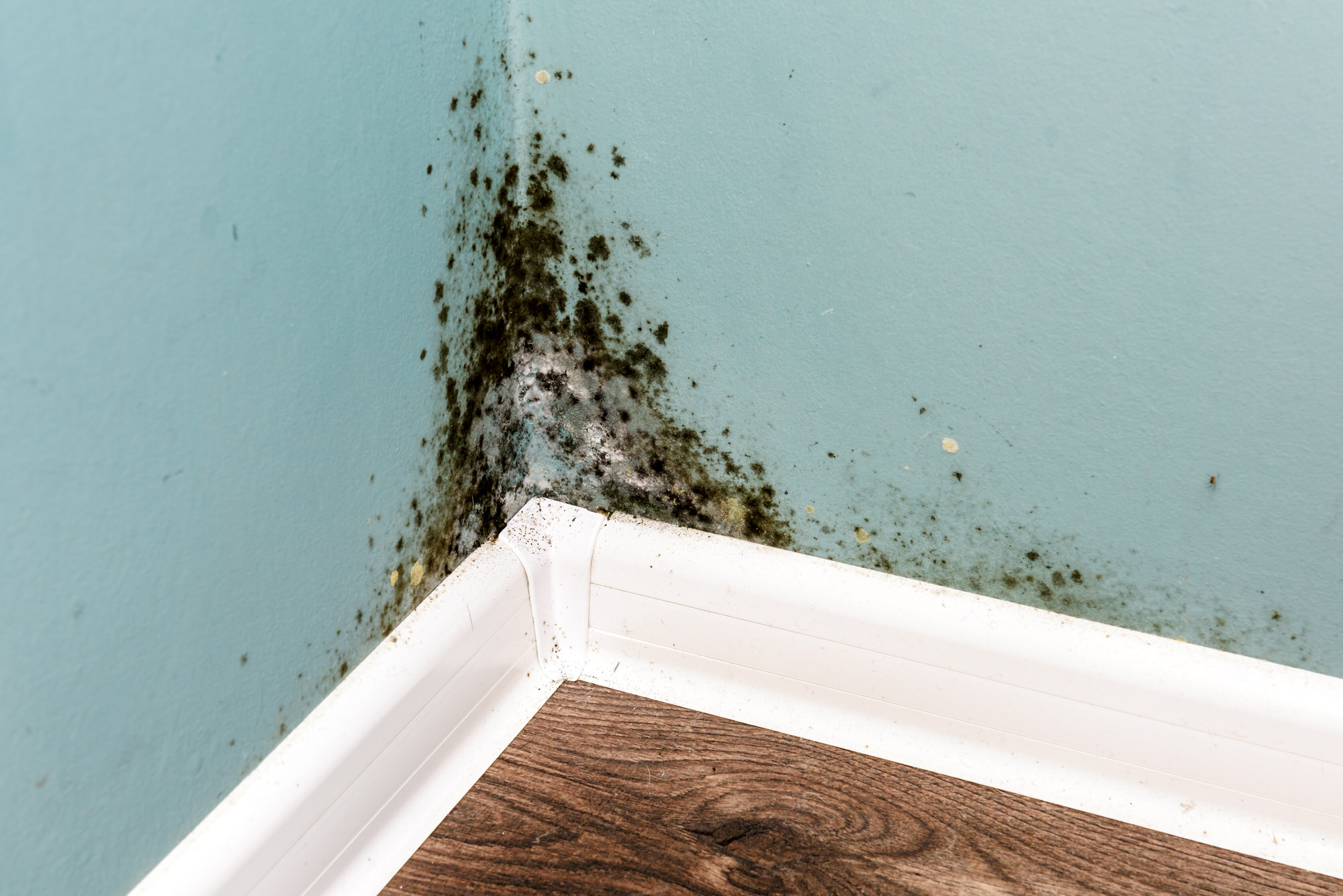 green looking mold growing on my bedroom furniture