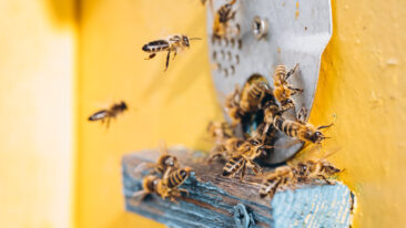 Bienen vertreiben: Warum es wichtig ist und was Sie tun können