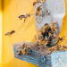 Bienen vertreiben: Warum es wichtig ist und was Sie tun können