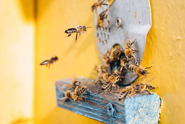 Bienen vertreiben: Warum es wichtig ist und was Sie tun können